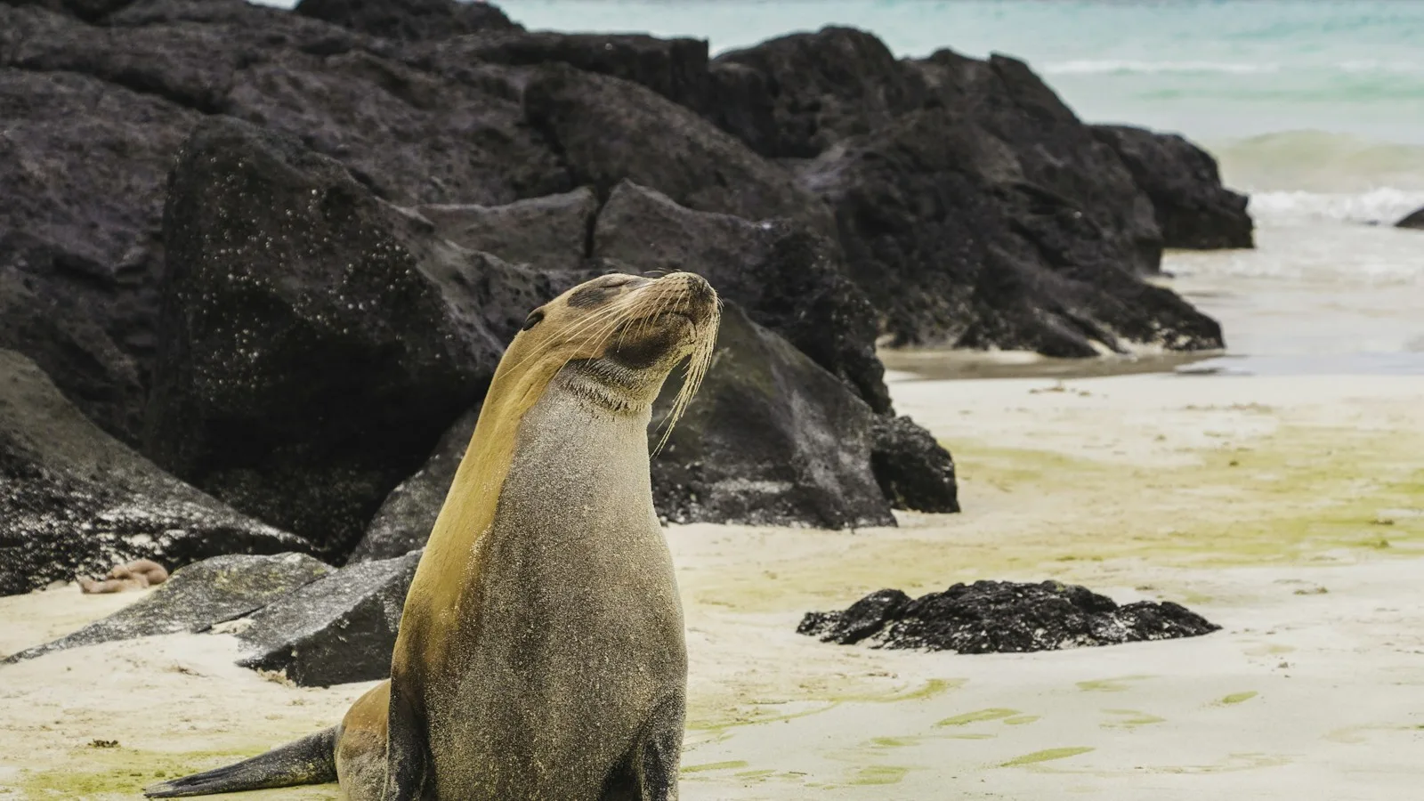 Galápagos : droits d'entrée et formalités
