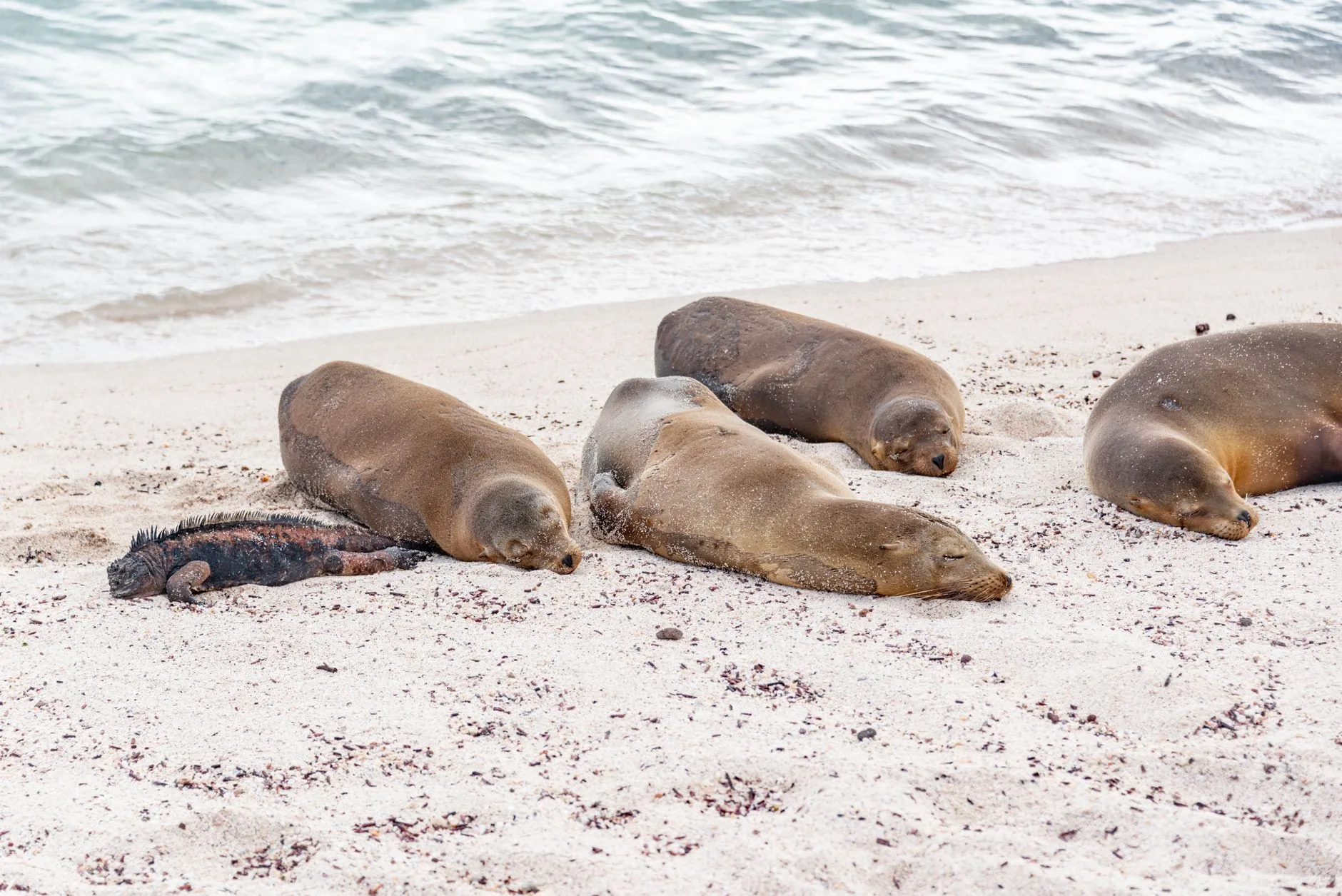 Otaries endormies sur une plage de sable blanc aux Galápagos
