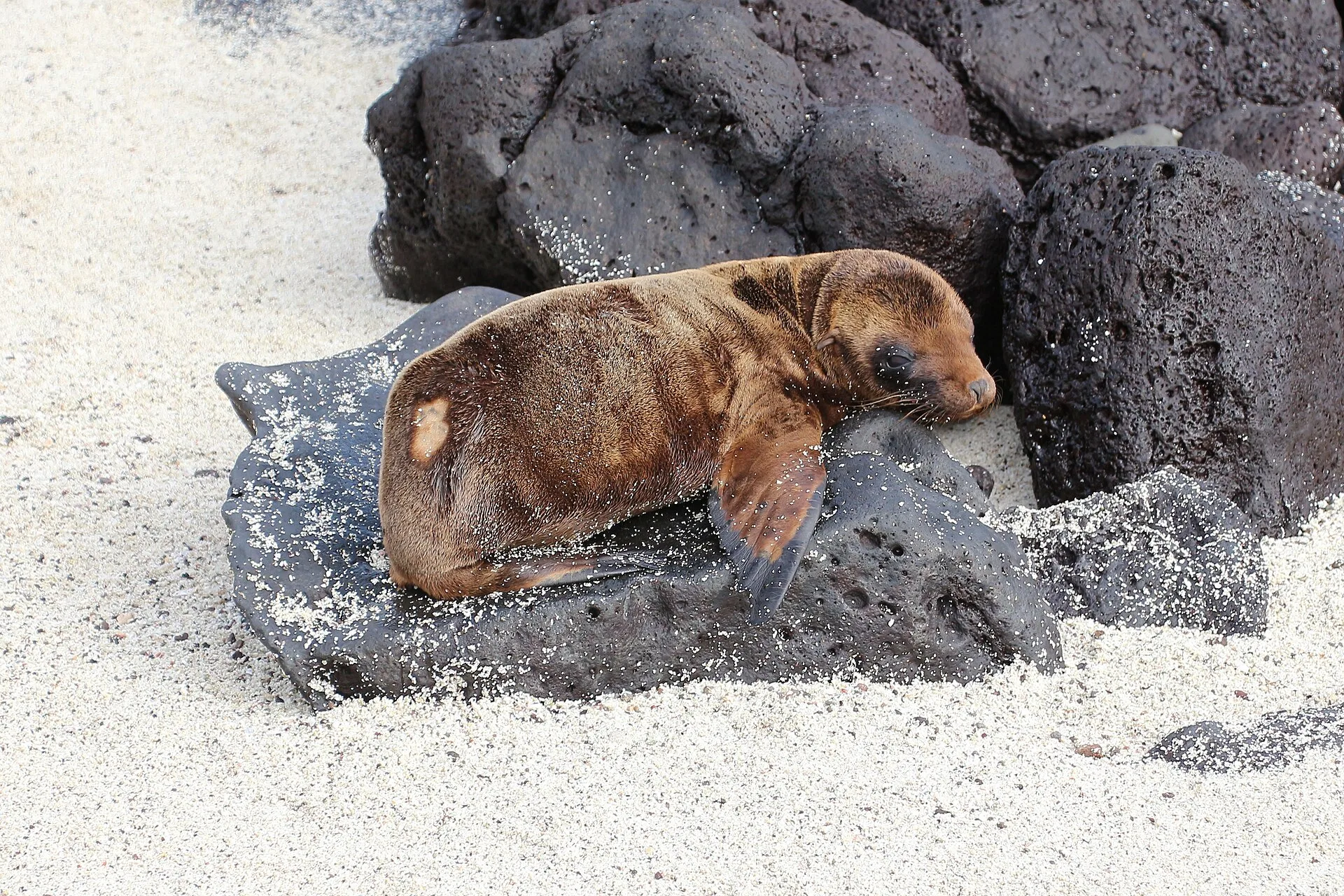 Galápagos : hôtel à terre ou croisière