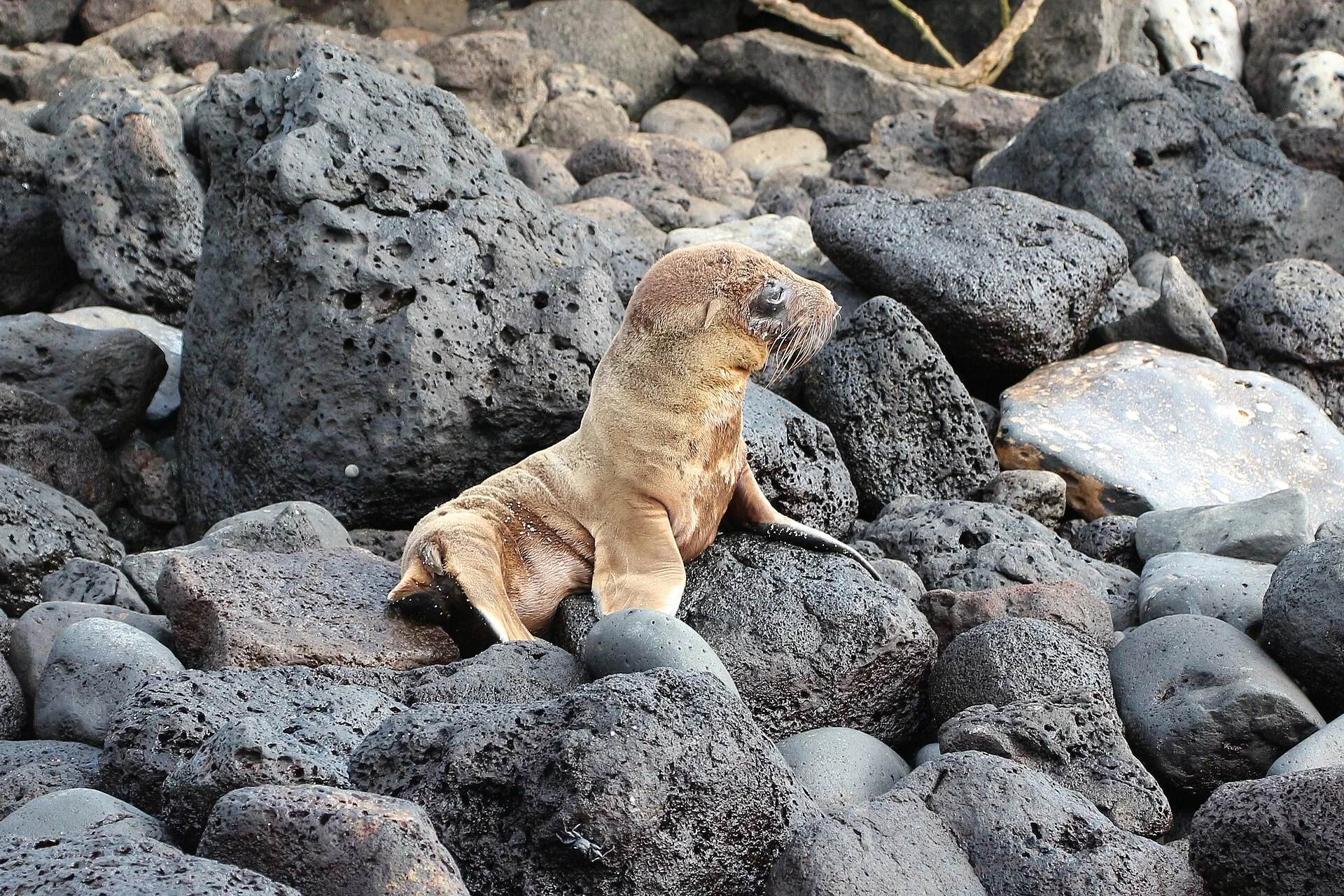 Les Galápagos : deux ambiances selon la saison