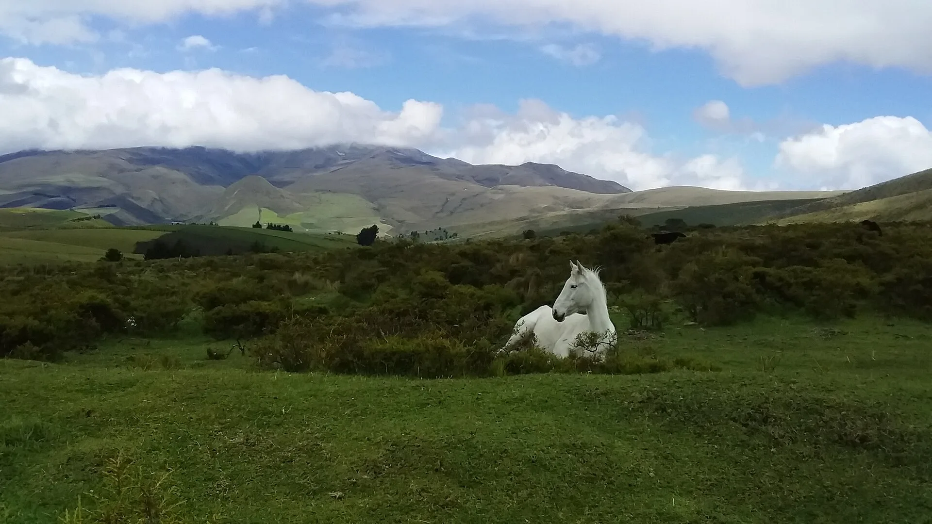 Cheval blanc dans le páramo andin devant le volcan El Corazón